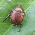 Scarabée japonaisÈ Popilia japonica